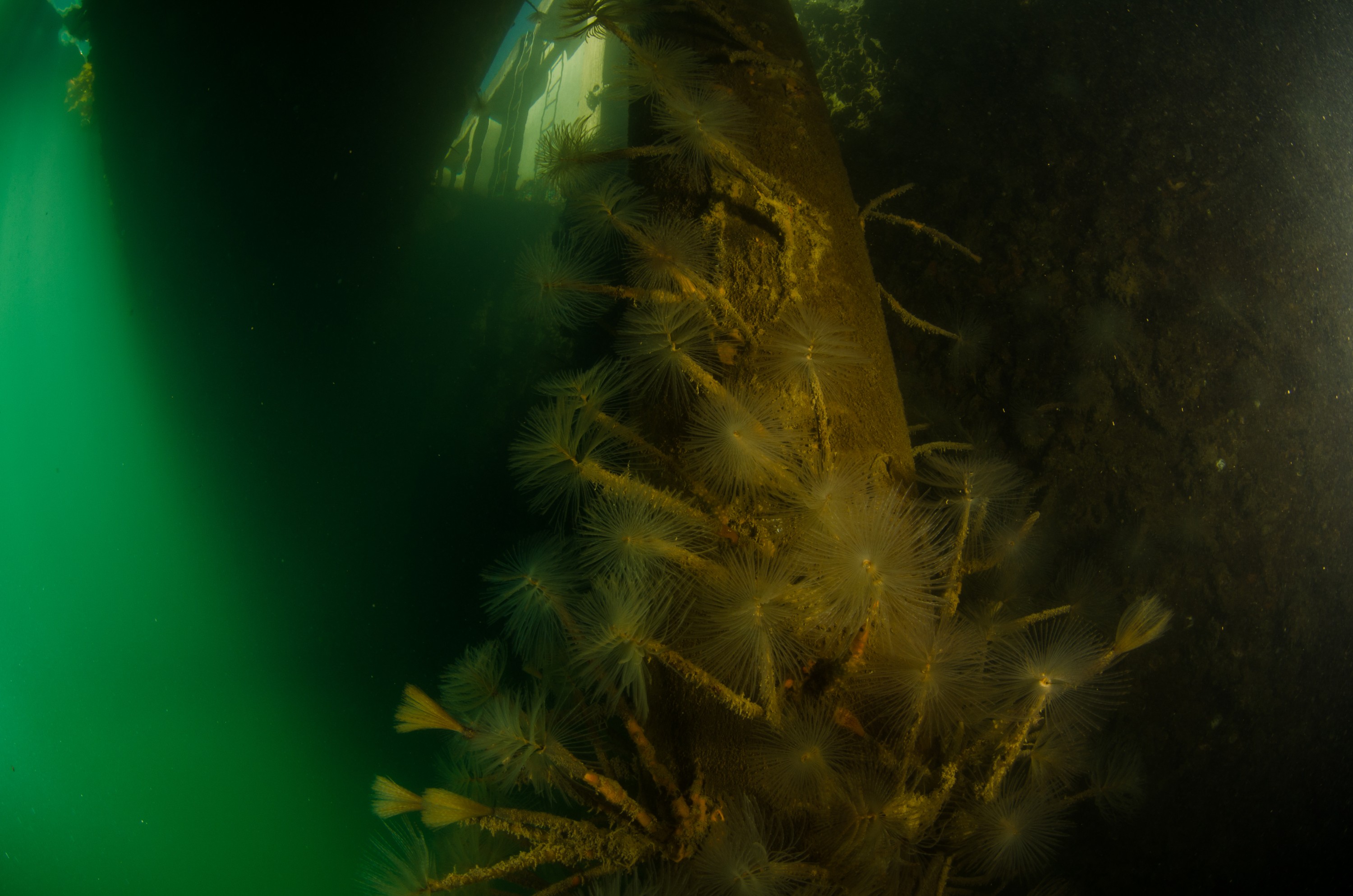 DSC_3068 – Mediterranean, fanworm, Sabella, spallanzanii, marine, pest, Auckland, underwater, crispin, nz, new, zealand, new zealand, fan, worm, marine, pest, invasive, Biosecurity